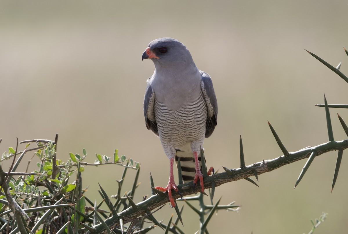 Gabar Goshawk - ML642468748
