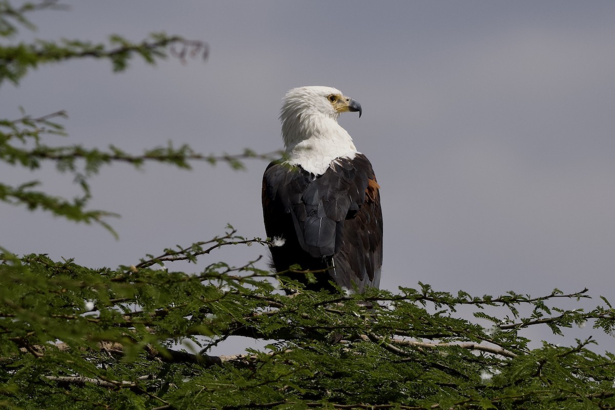 African Fish-Eagle - ML642468752