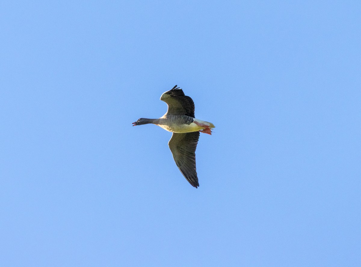 Antzara mokolaburra - ML642468754