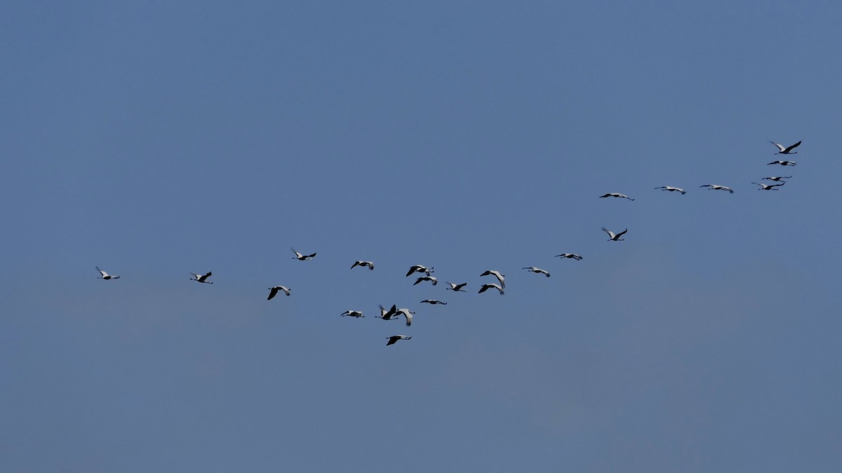 Өвөгт тогоруу - ML642468761