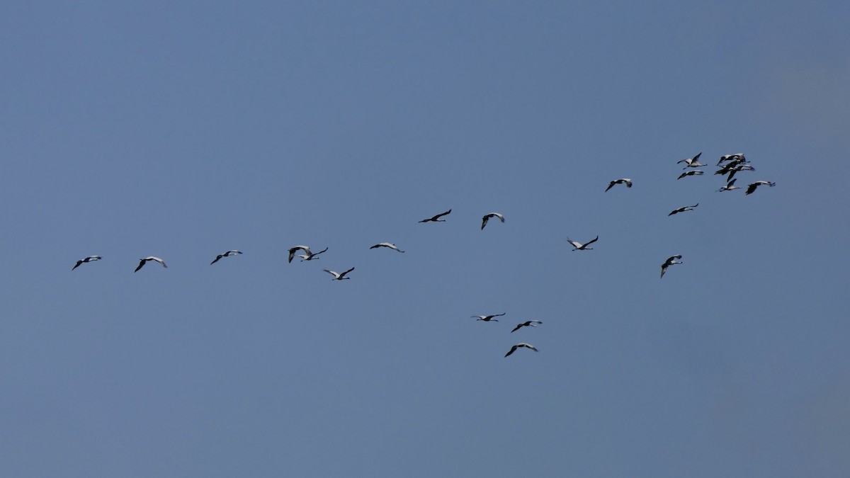 Өвөгт тогоруу - ML642468763