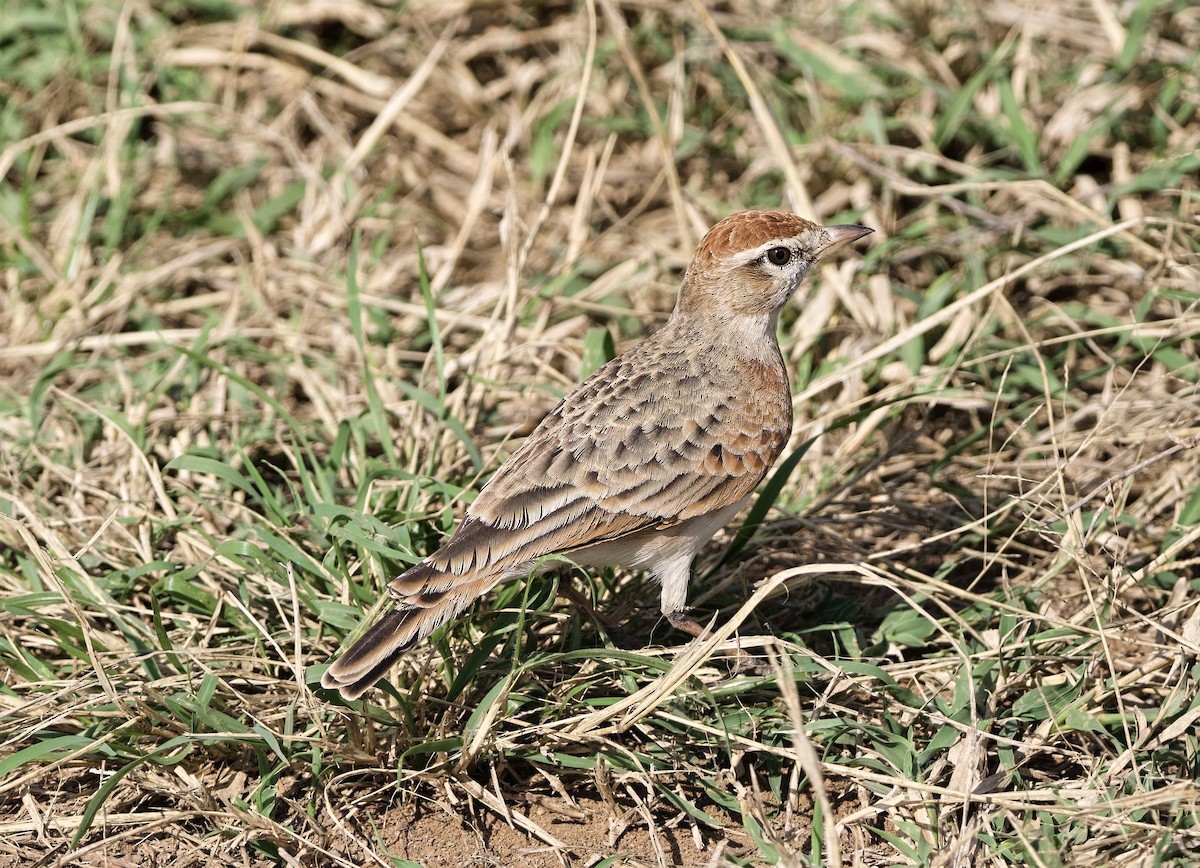 Red-capped Lark - ML642468768