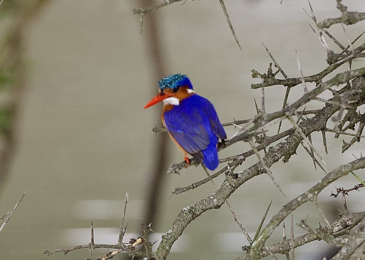 Malachite Kingfisher (Mainland) - ML642468806