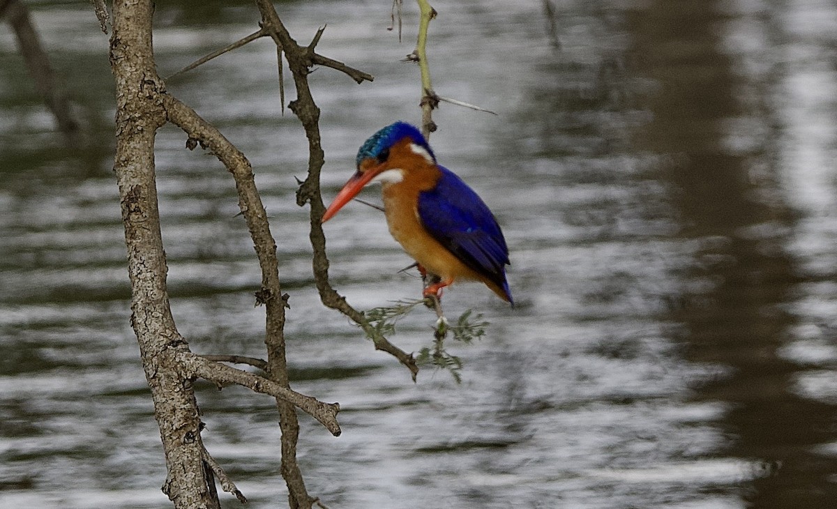 Malachite Kingfisher (Mainland) - ML642468807