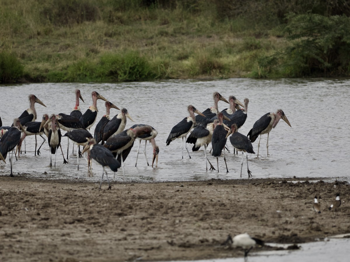 Marabou Stork - ML642468816