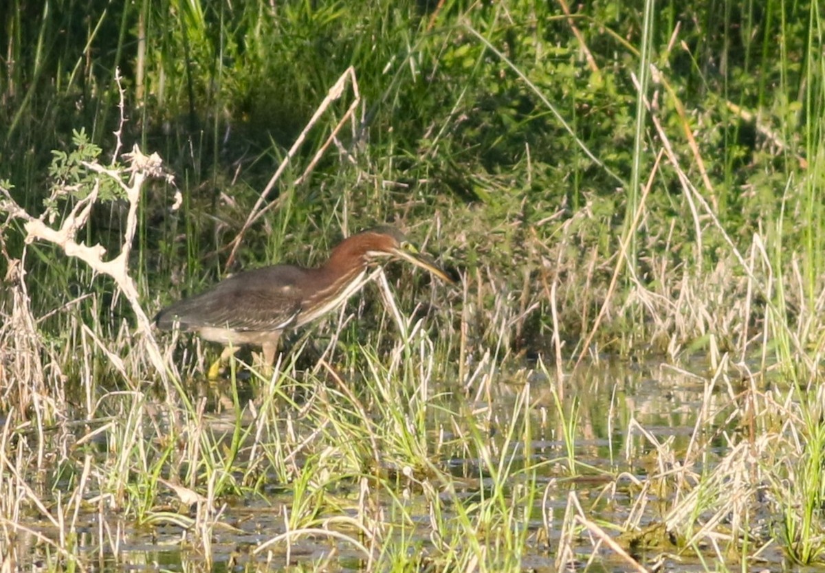 volavka zelenavá - ML642468824