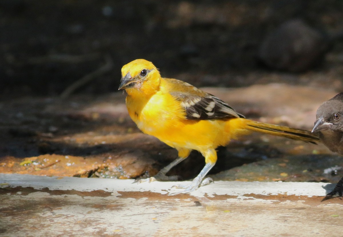 Altamira Oriole - ML642468827