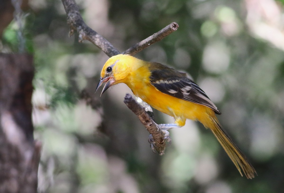 Altamira Oriole - ML642468829