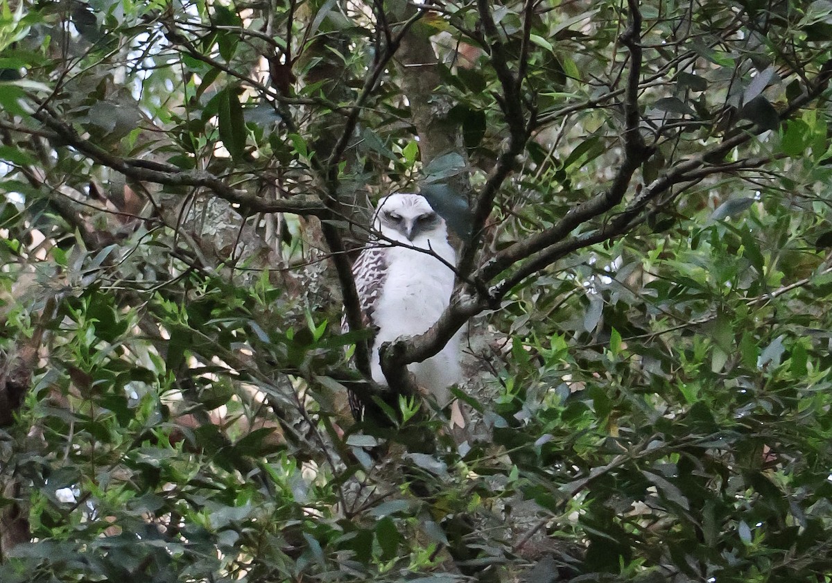 Powerful Owl - ML642468837
