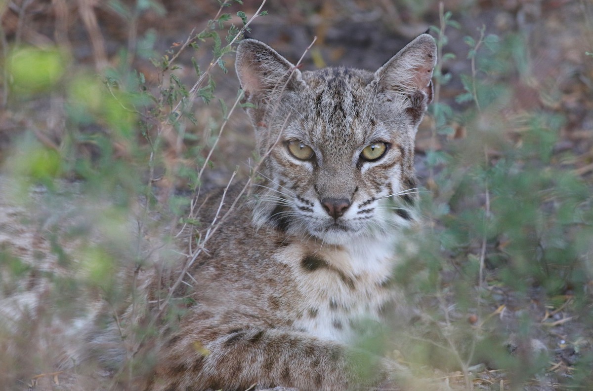 Bobcat - ML642468844
