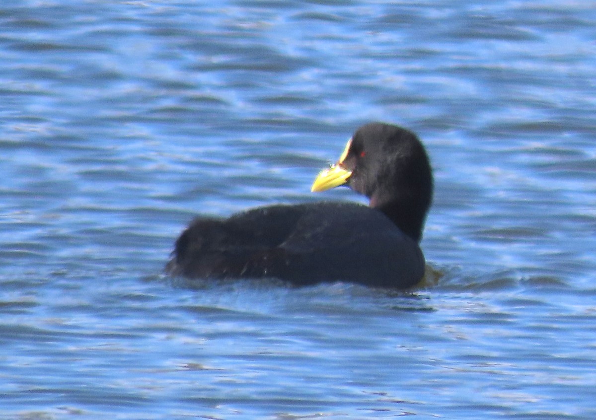 Red-gartered Coot - ML642468849
