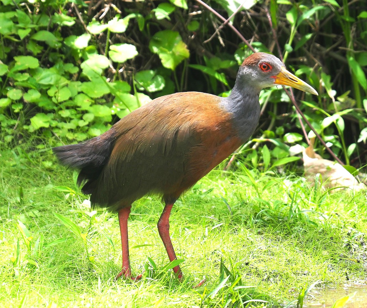 Russet-naped Wood-Rail - ML642468854