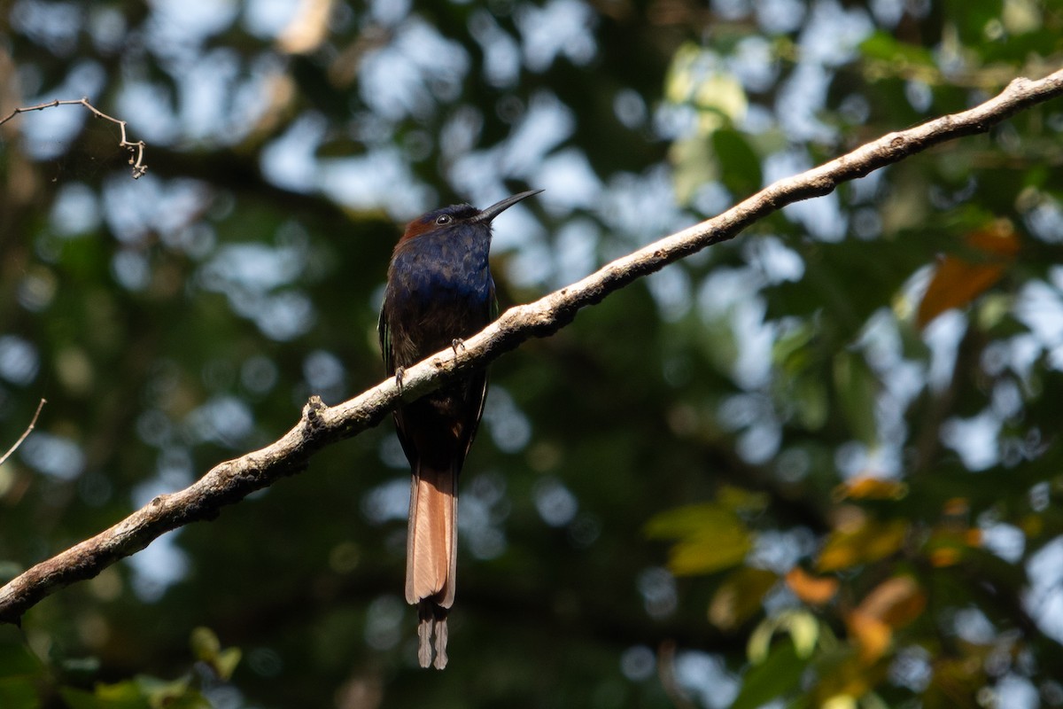 Purple-bearded Bee-eater - ML642468887
