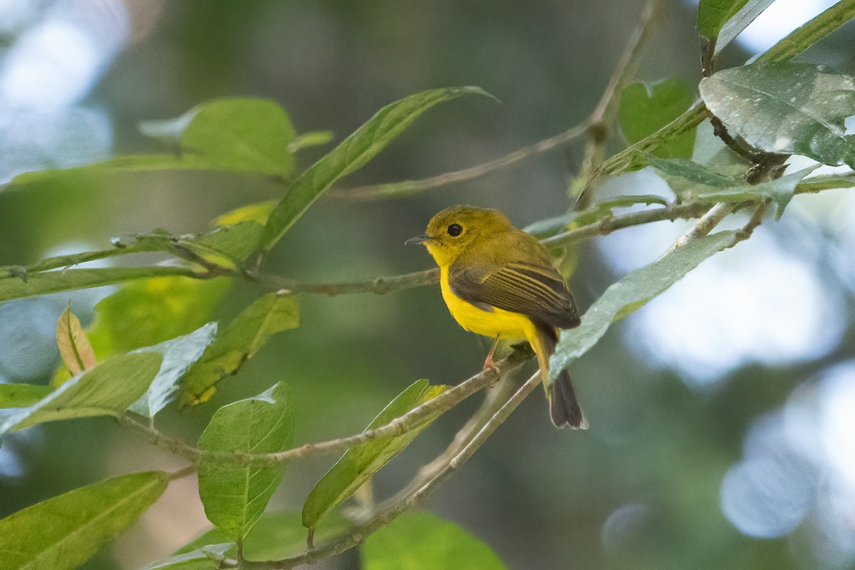 Citrine Canary-Flycatcher - ML642468907