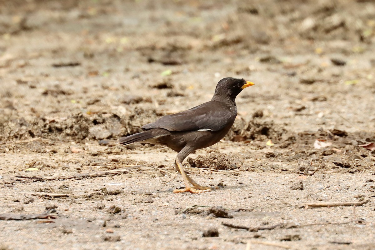 Great Myna - ML642468935