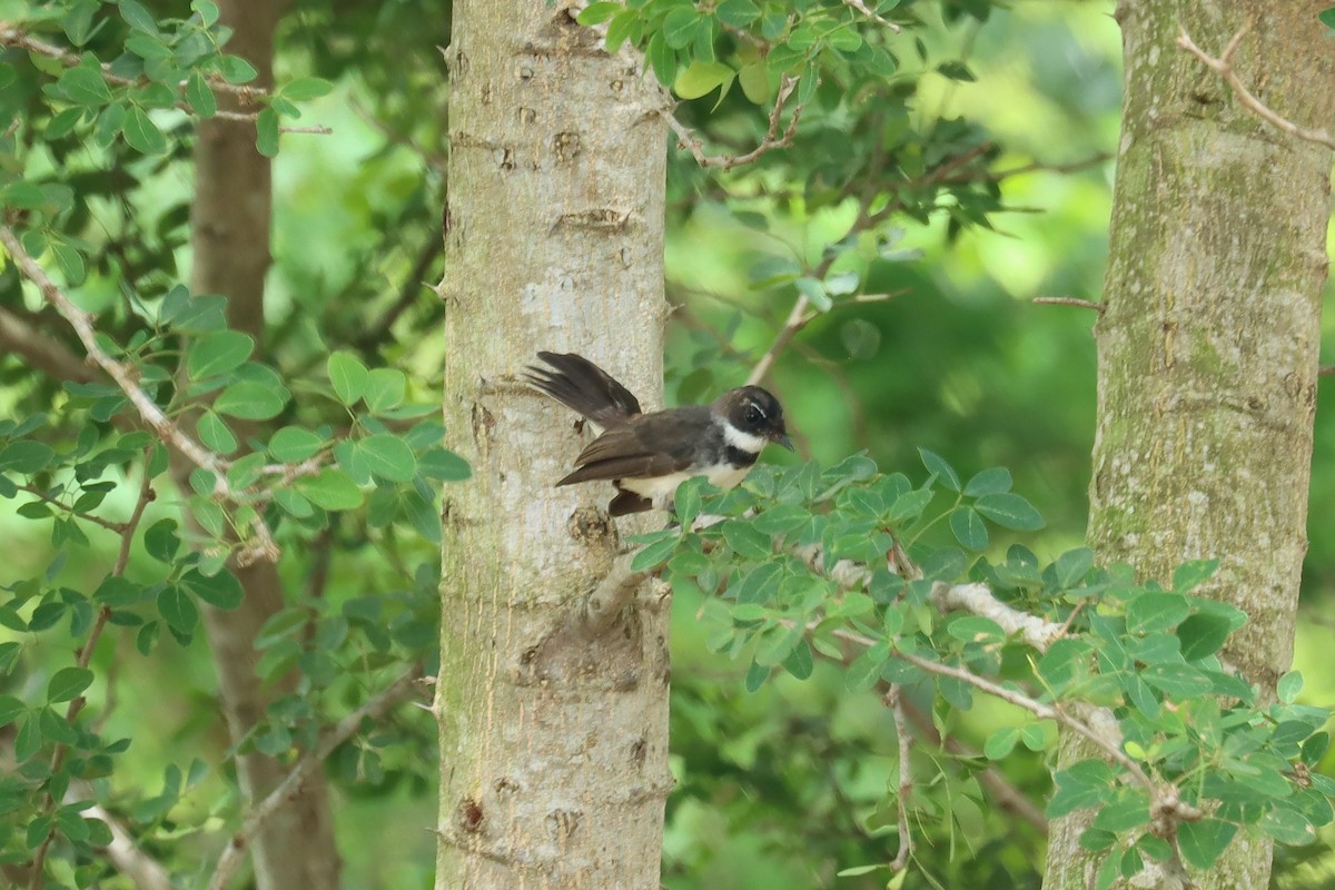 Malaysian Pied-Fantail - ML642468955