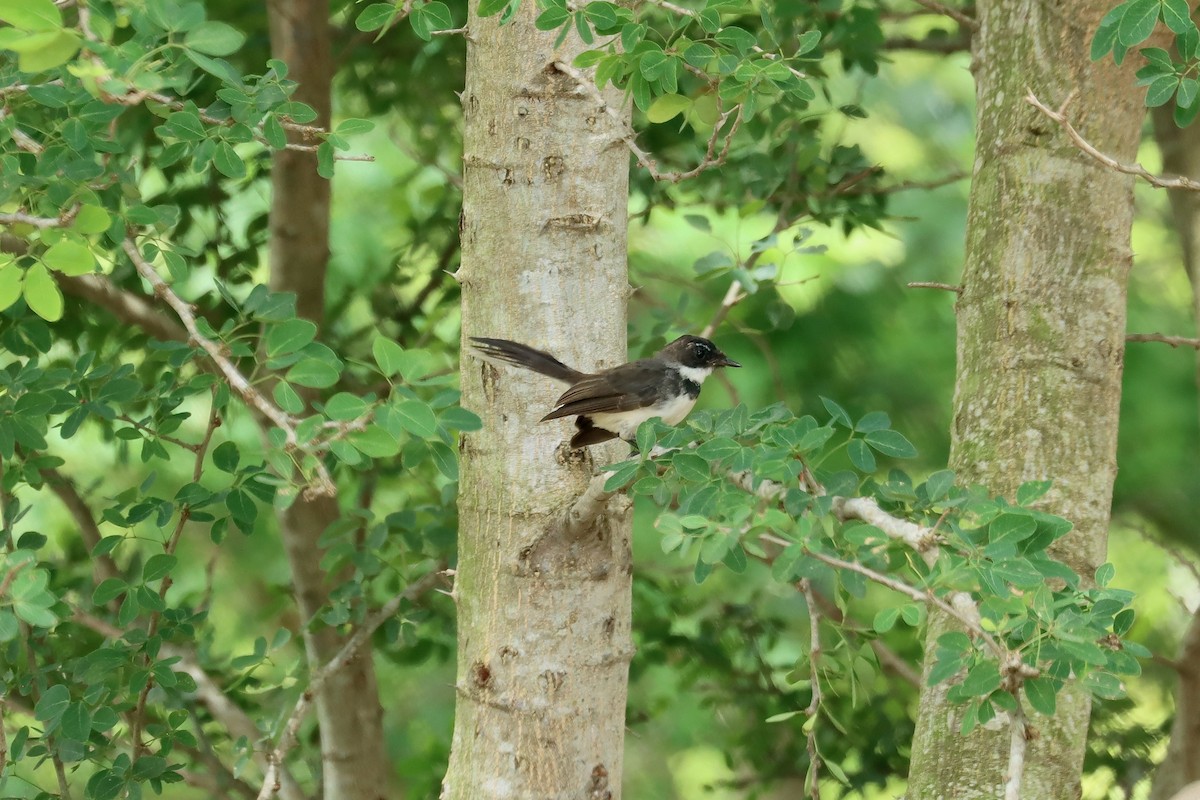 Malaysian Pied-Fantail - ML642468956