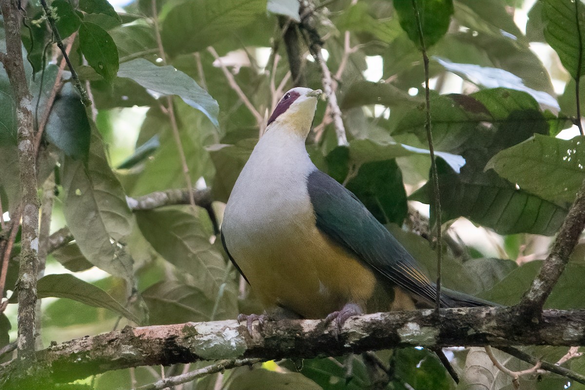 Red-eared Fruit-Dove (Red-eared) - ML642468962