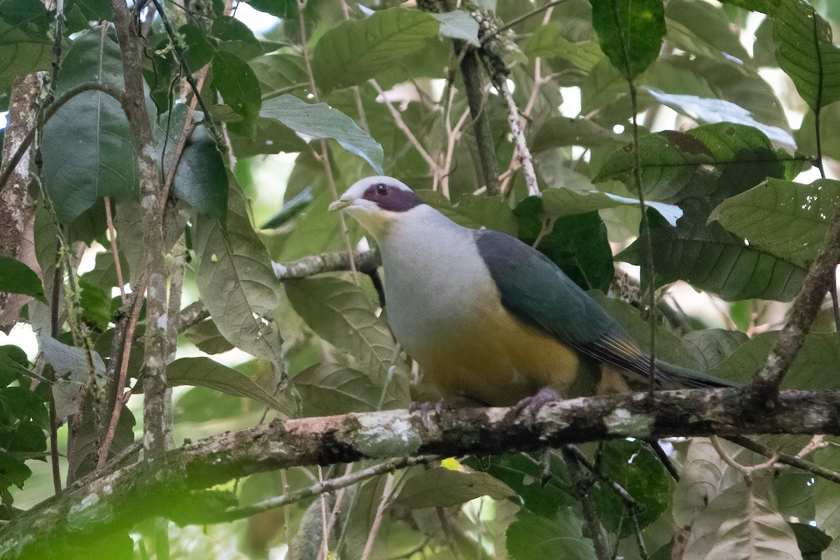 Red-eared Fruit-Dove (Red-eared) - ML642468963