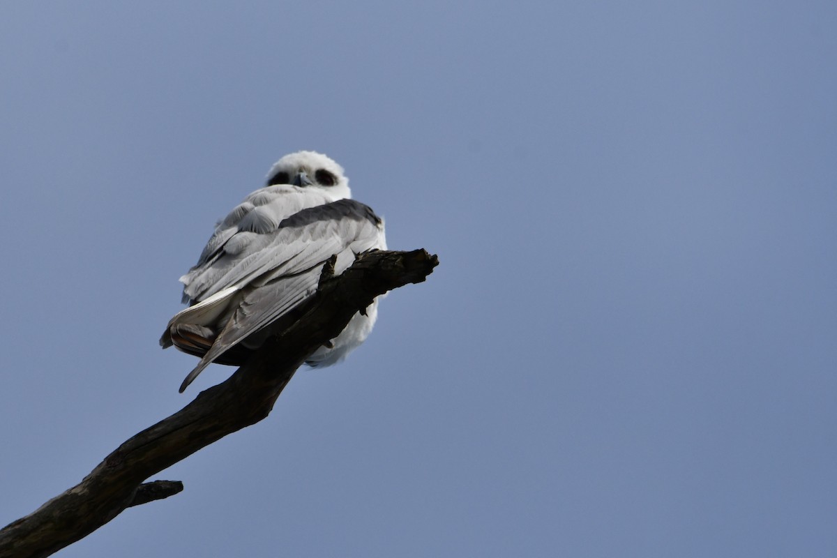 Black-shouldered Kite - ML642468968