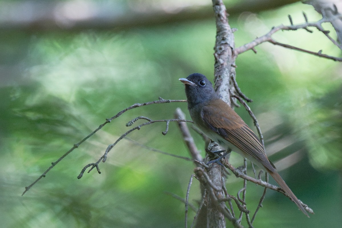 Black Paradise-Flycatcher - ML642468969
