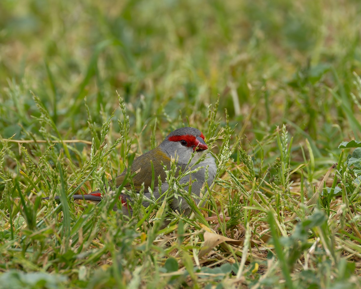 Red-browed Firetail - ML642468970
