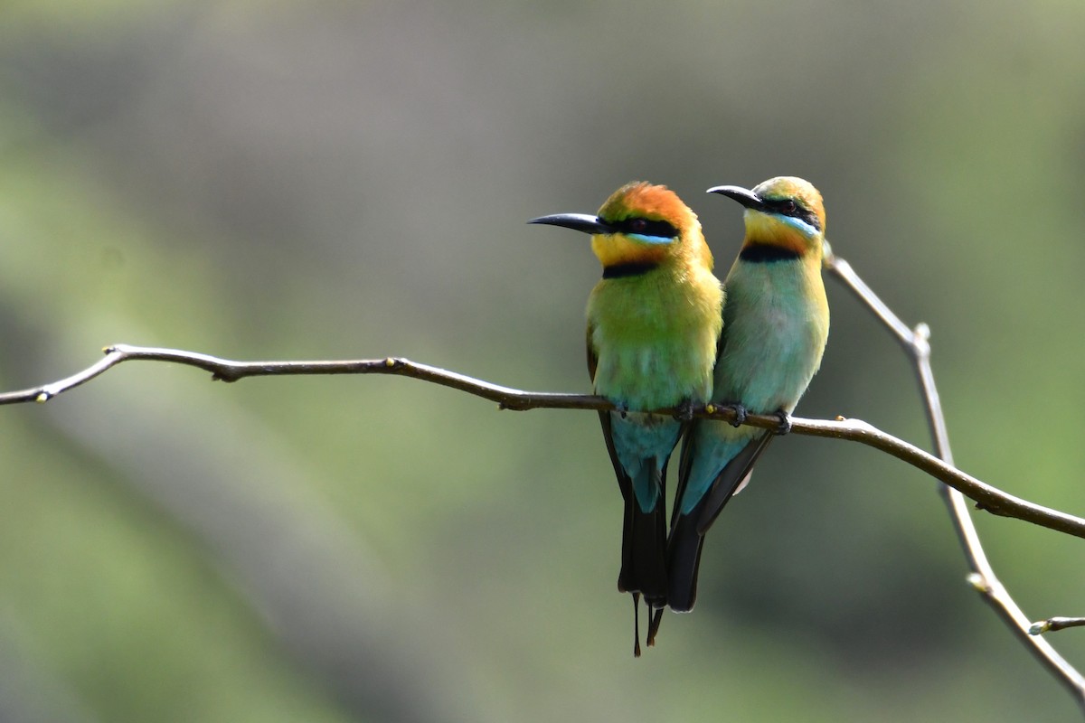 Rainbow Bee-eater - ML642468971