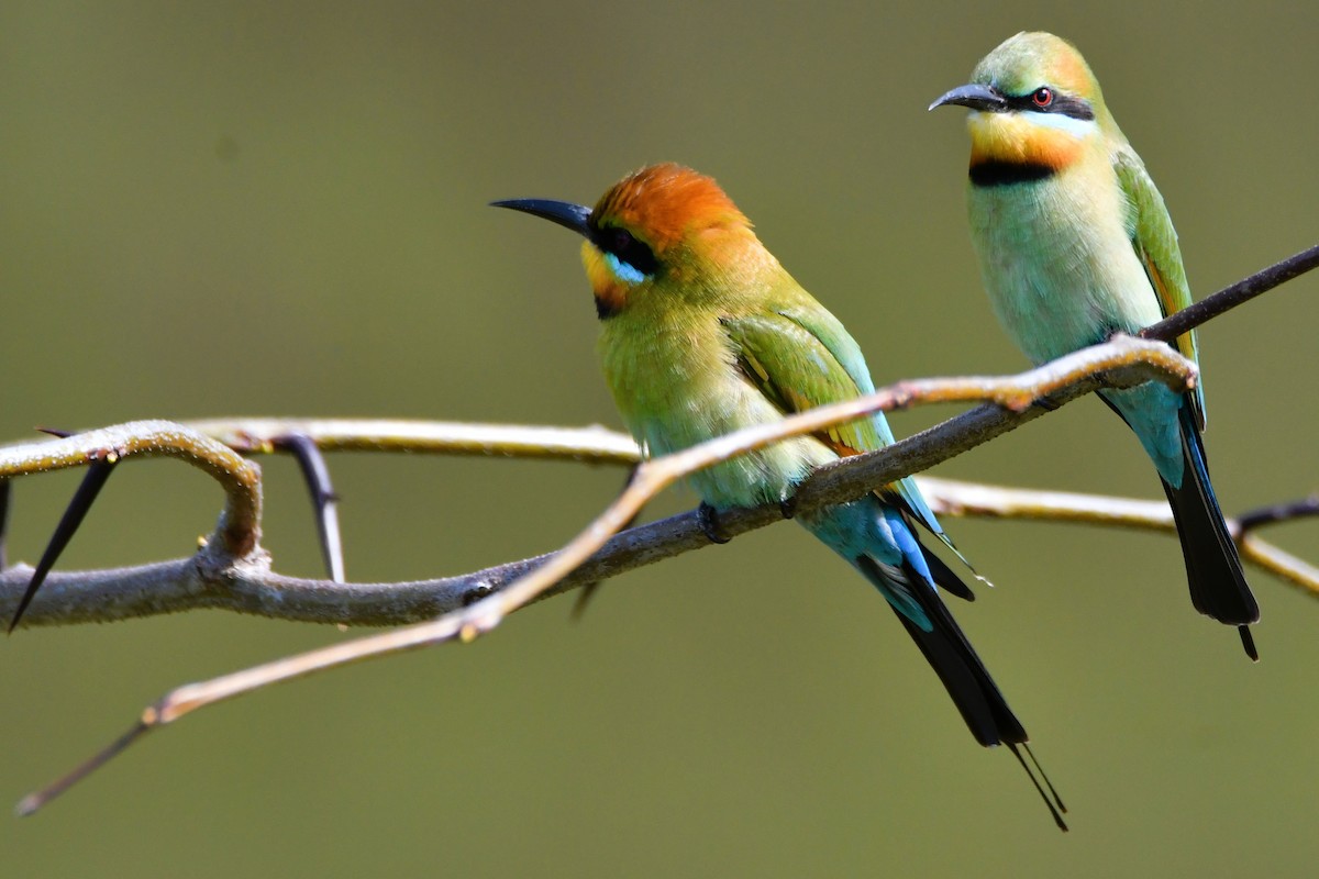 Rainbow Bee-eater - ML642468972