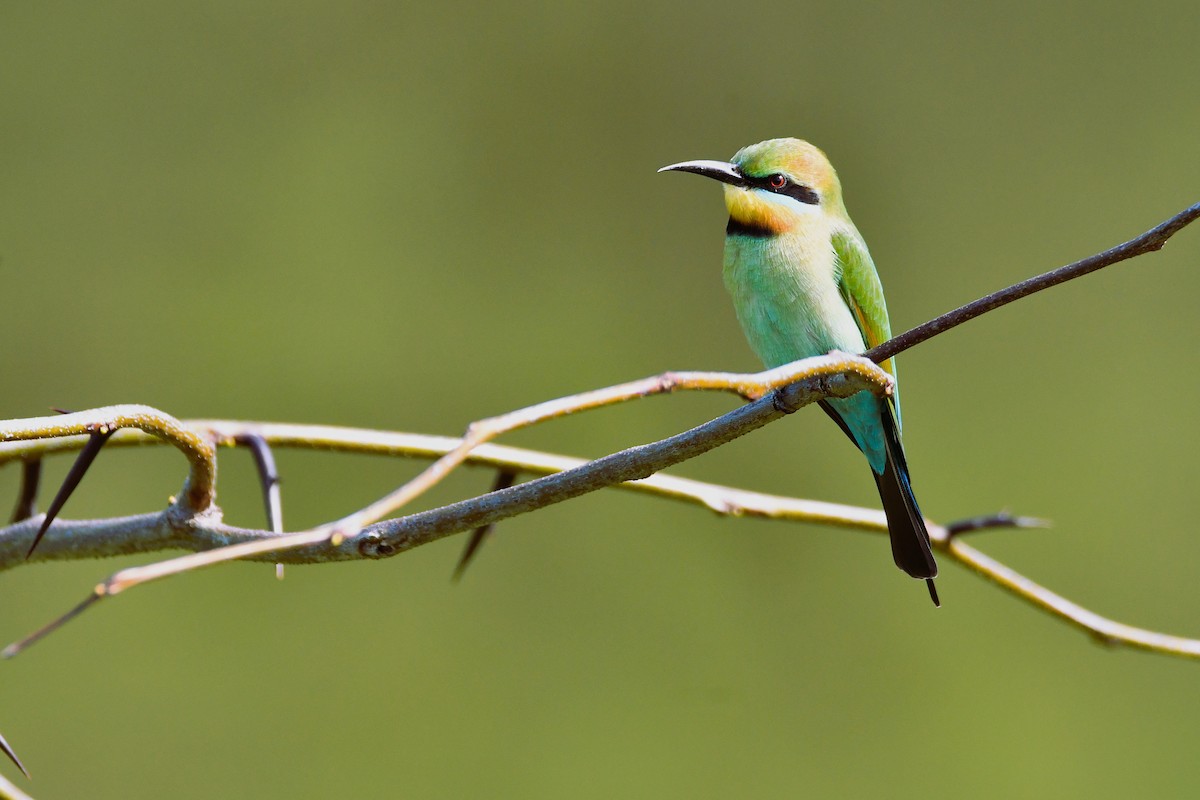 Rainbow Bee-eater - ML642468973