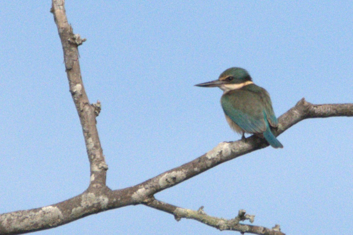 Sacred Kingfisher - ML642468979