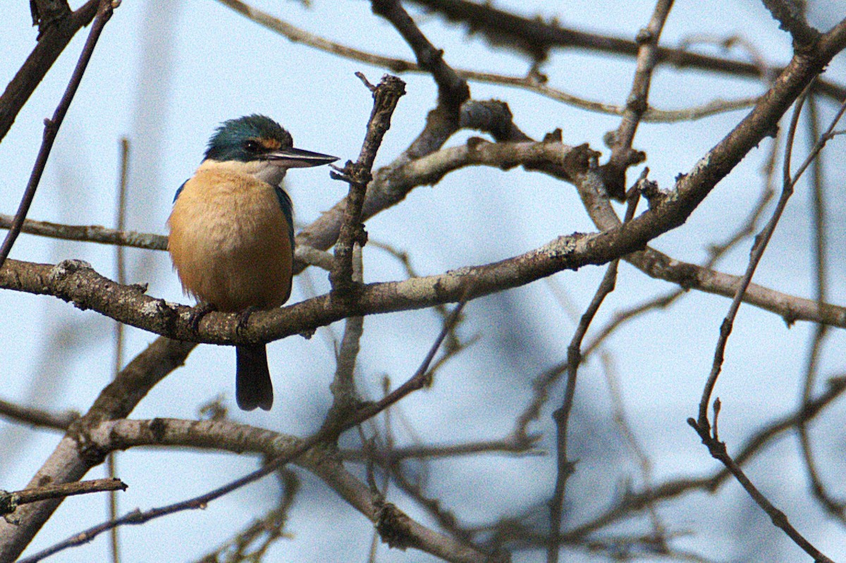 Sacred Kingfisher - ML642468980