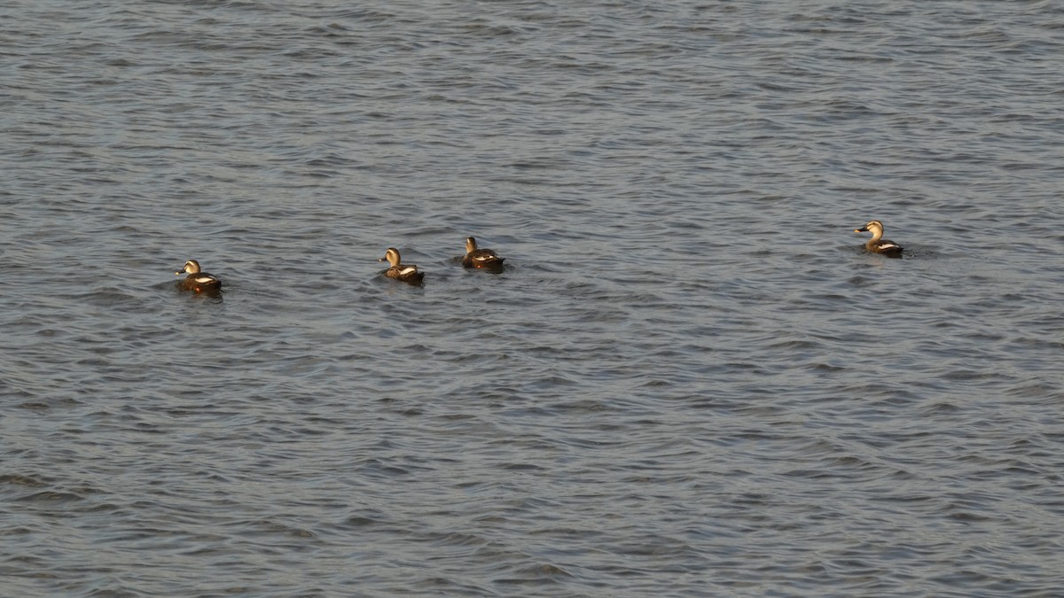 Eastern Spot-billed Duck - ML642468981