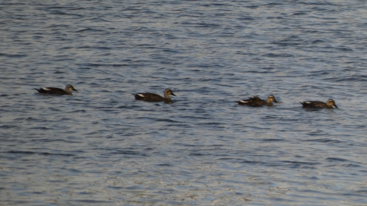 Eastern Spot-billed Duck - ML642468982