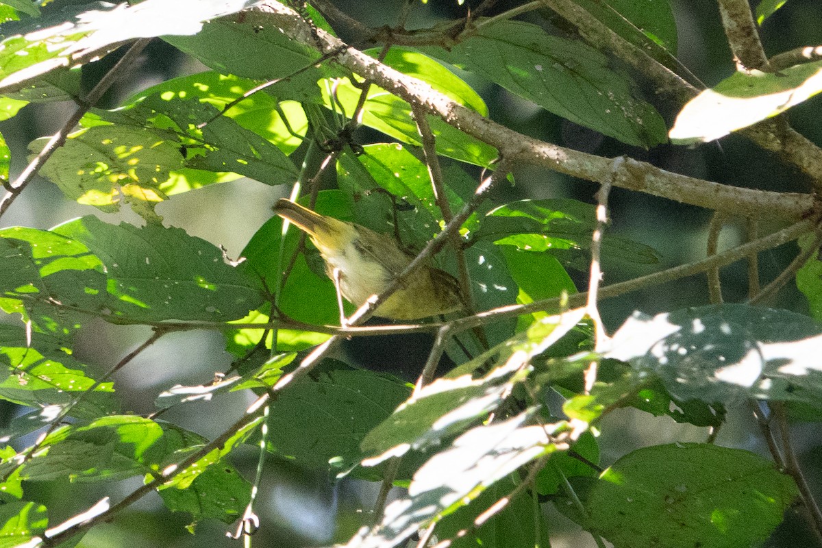 Sulawesi Leaf Warbler - ML642468985