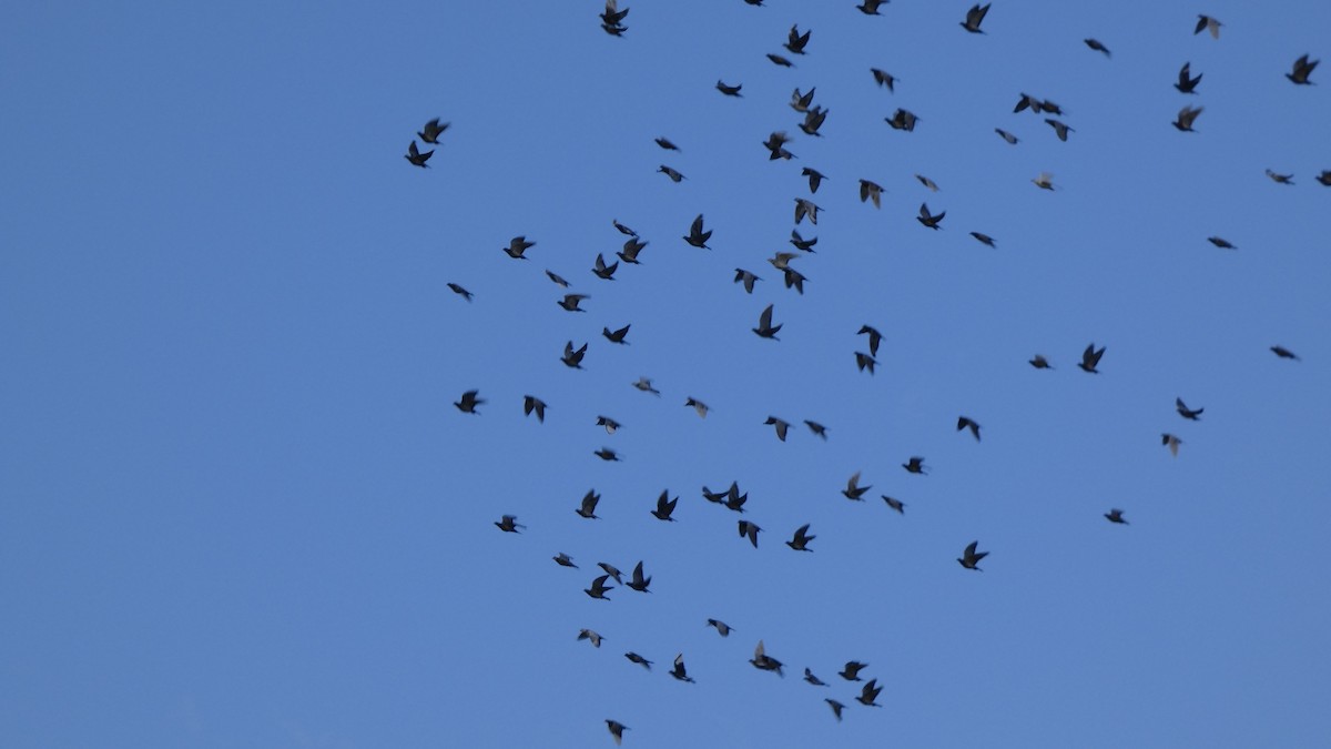 Rock Pigeon (Feral Pigeon) - ML642468989
