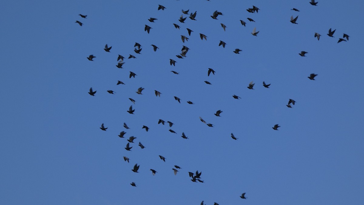 Rock Pigeon (Feral Pigeon) - ML642468992