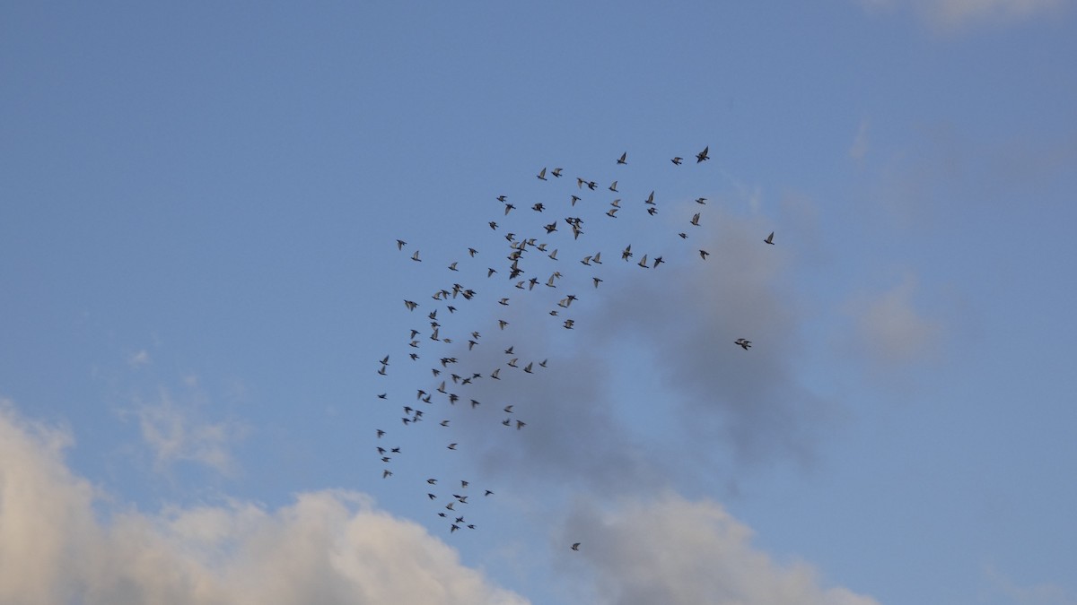 Rock Pigeon (Feral Pigeon) - ML642468995