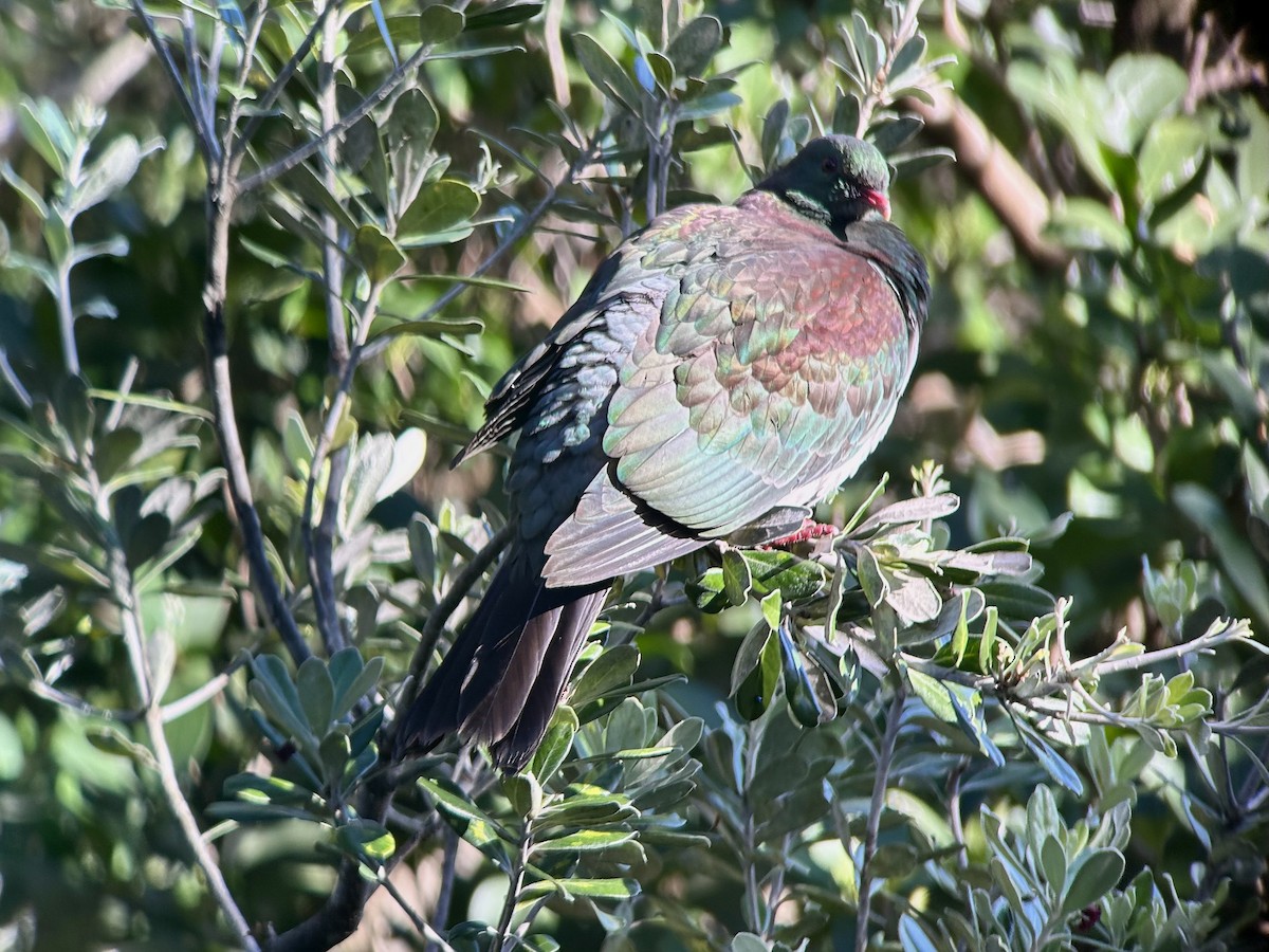 New Zealand Pigeon - ML642468997