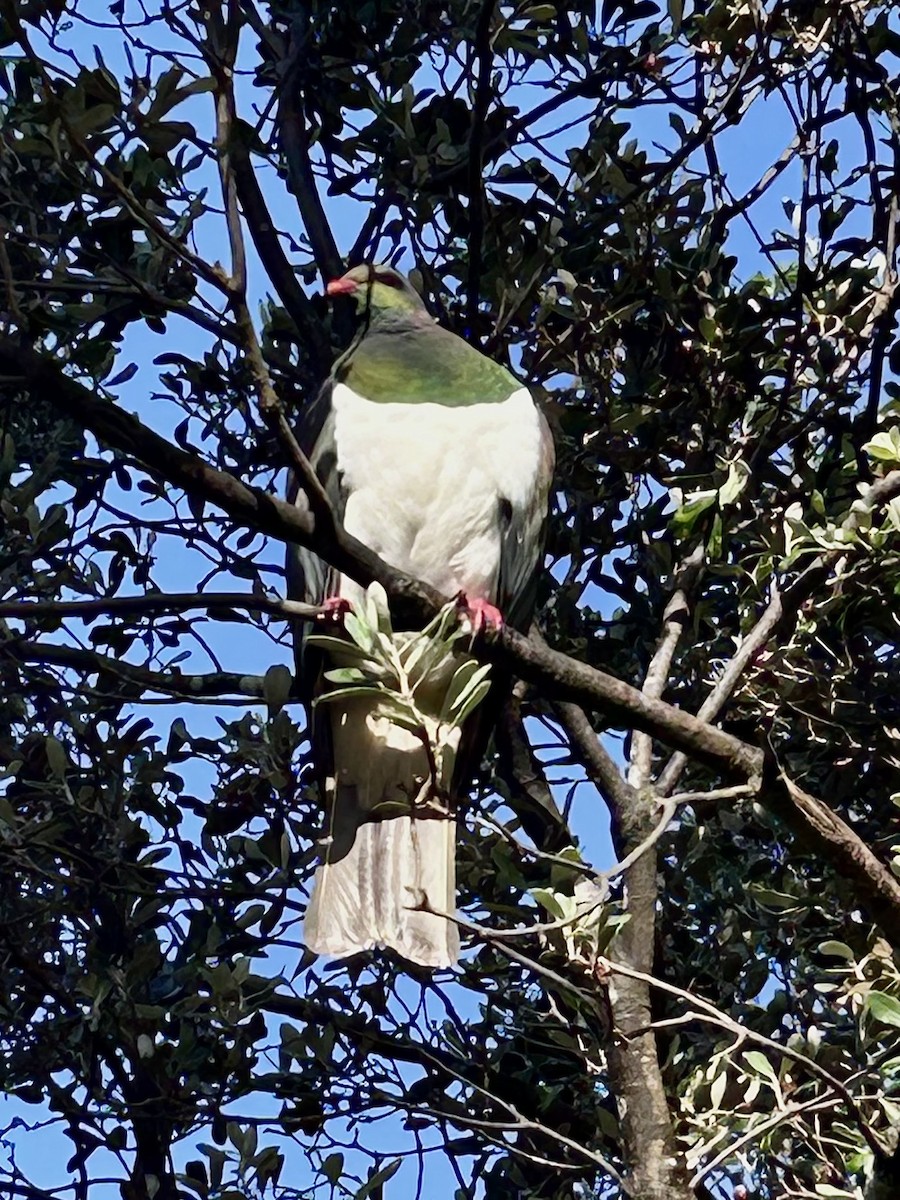 New Zealand Pigeon - ML642468998