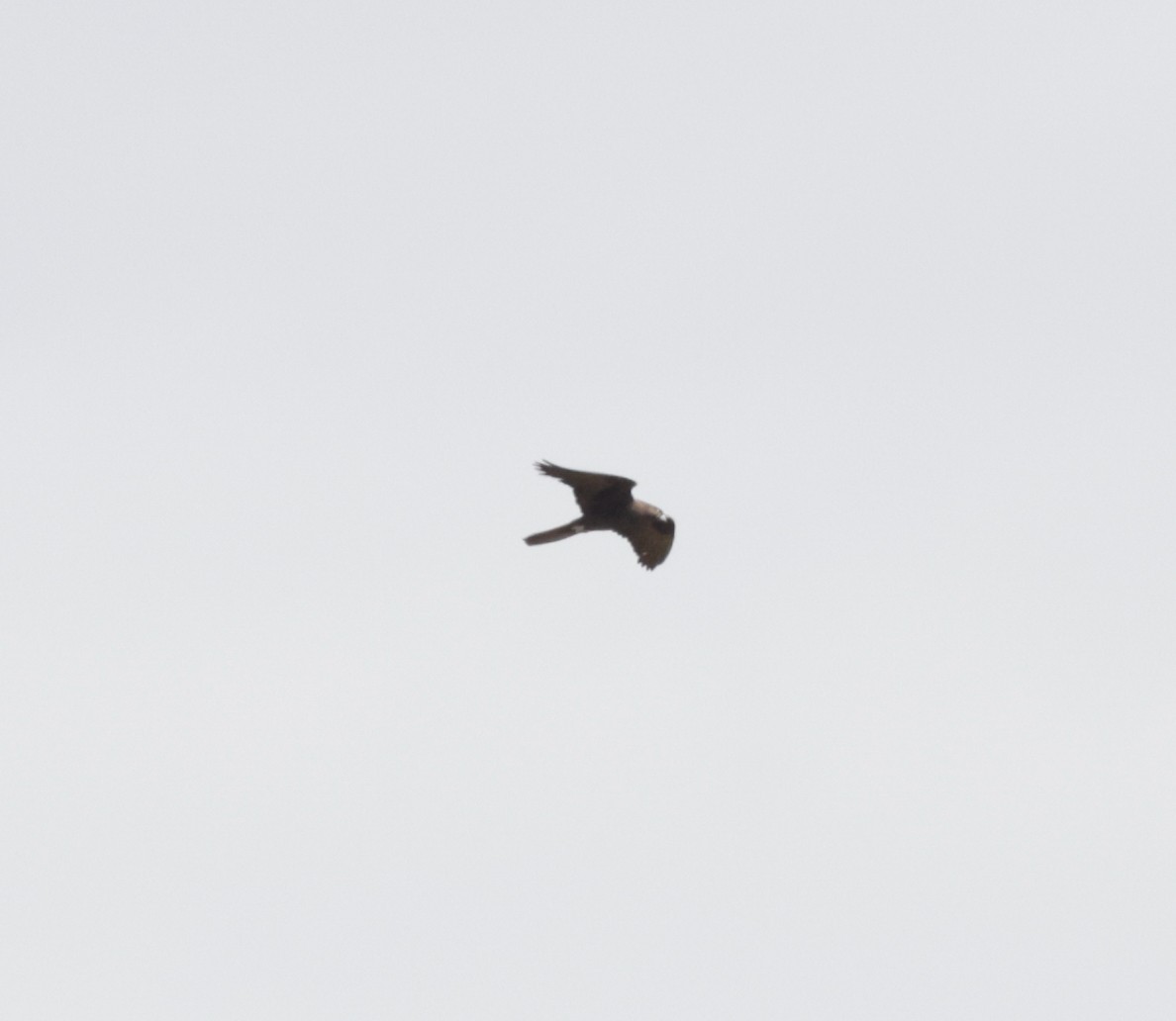 Black Falcon - ML642469025