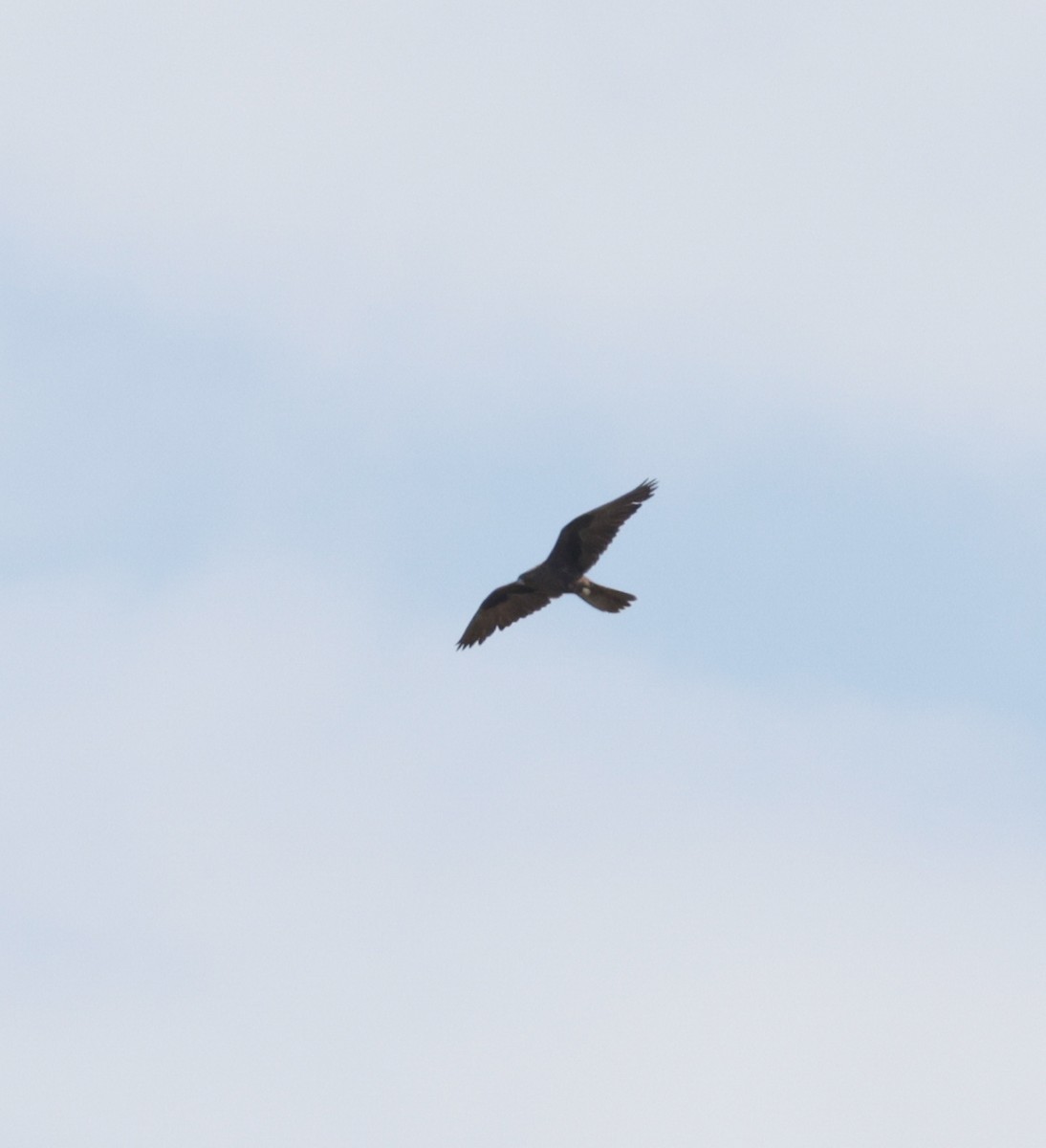 Black Falcon - ML642469026