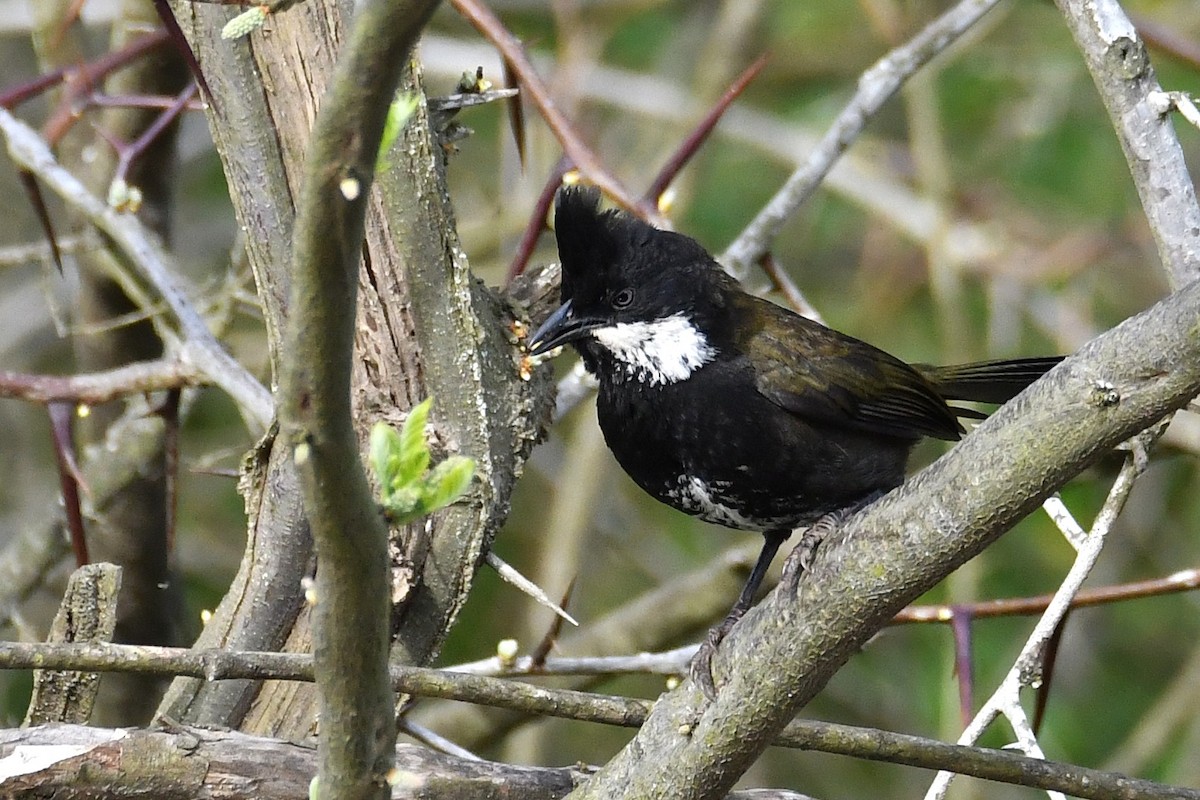 Eastern Whipbird - ML642469077