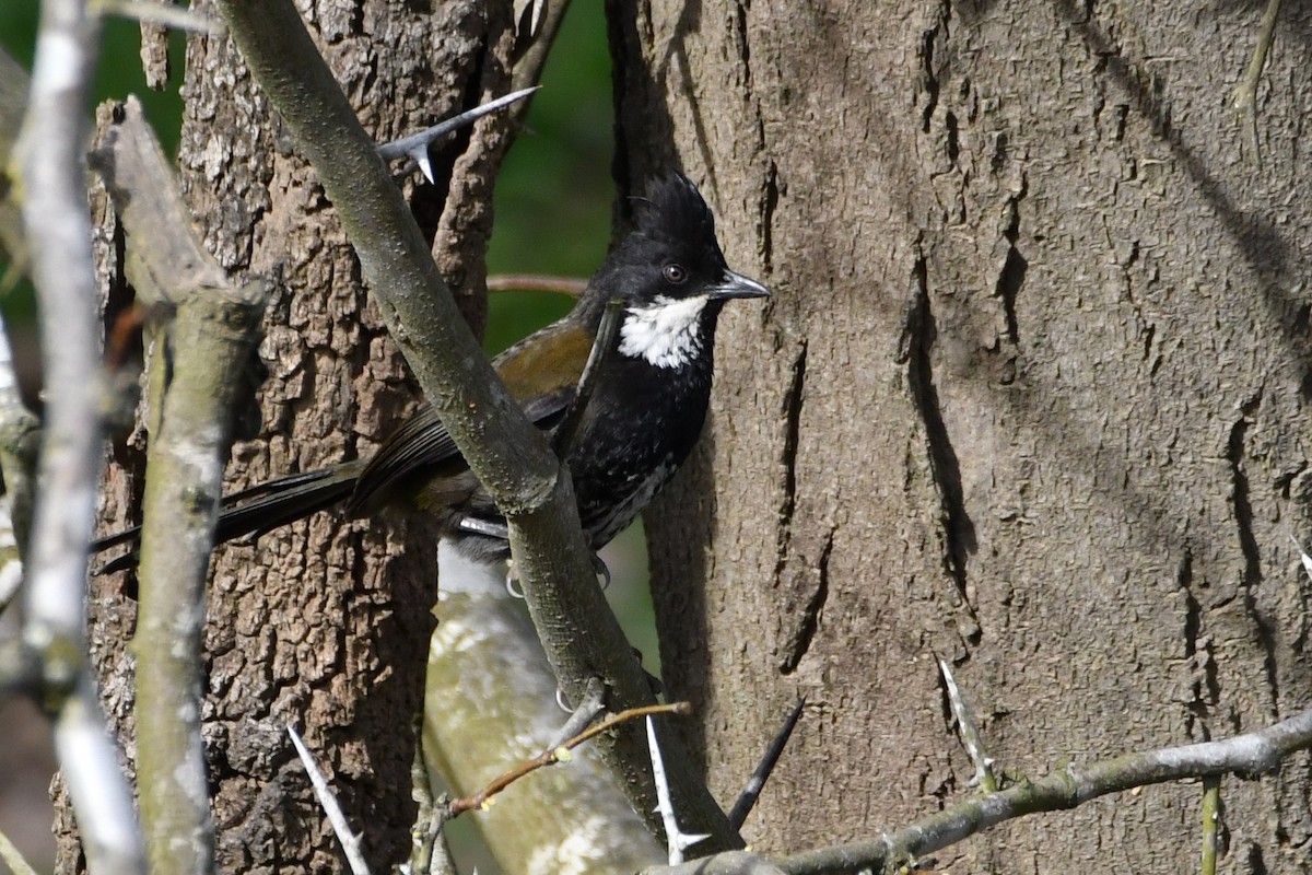 Eastern Whipbird - ML642469078