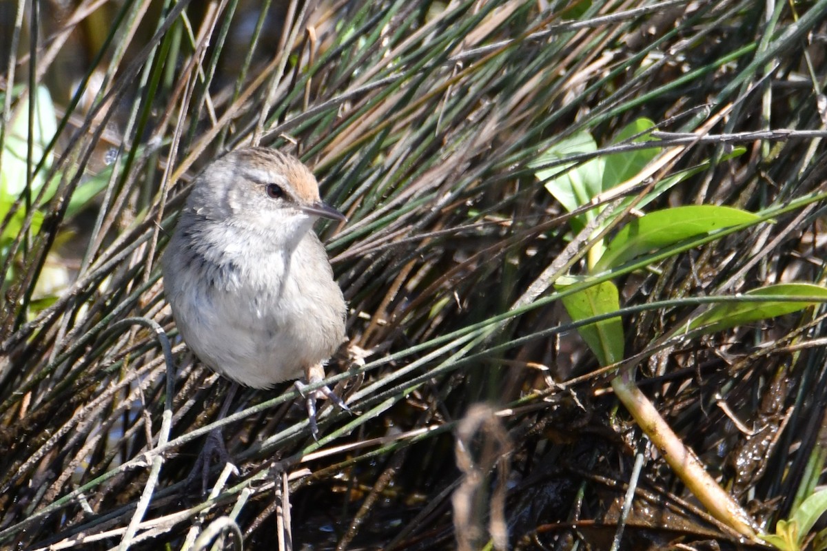 Little Grassbird - ML642469093