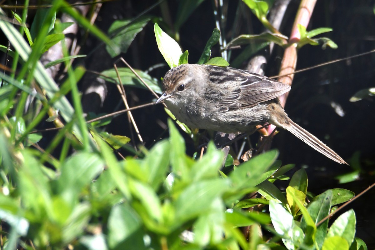 Little Grassbird - ML642469094
