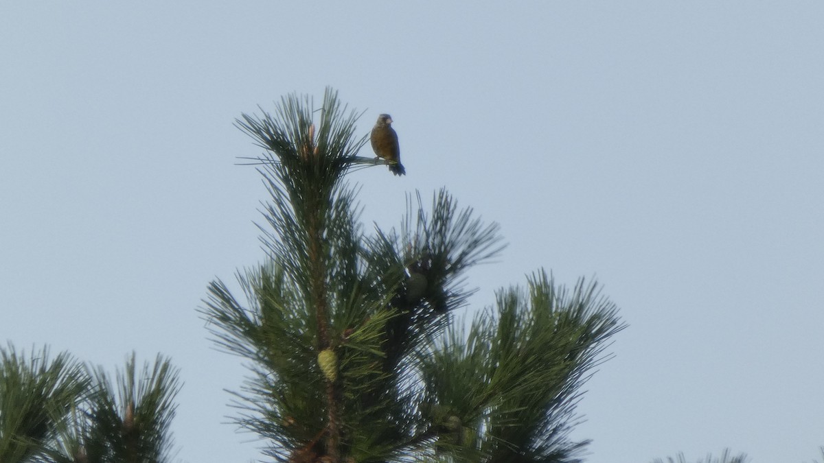 Oriental Greenfinch - ML642469131