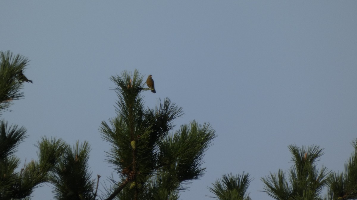 Oriental Greenfinch - ML642469132