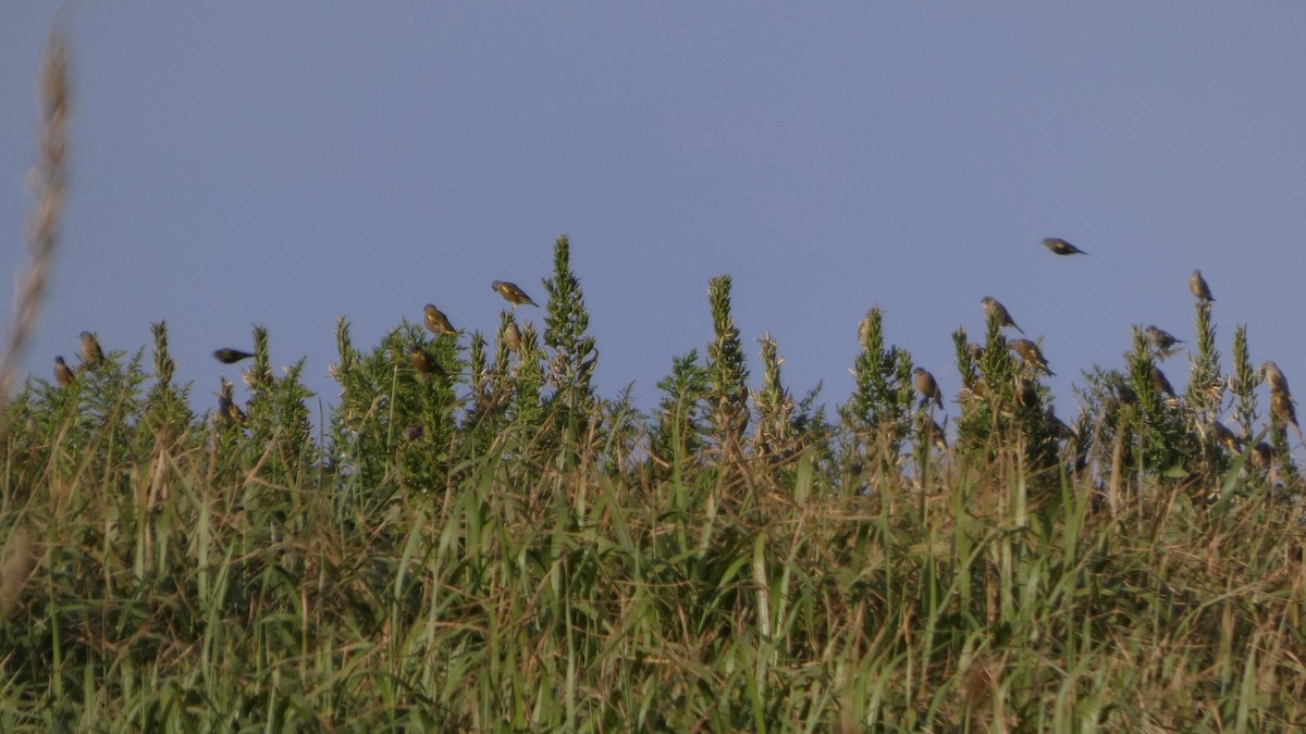 Oriental Greenfinch - ML642469134