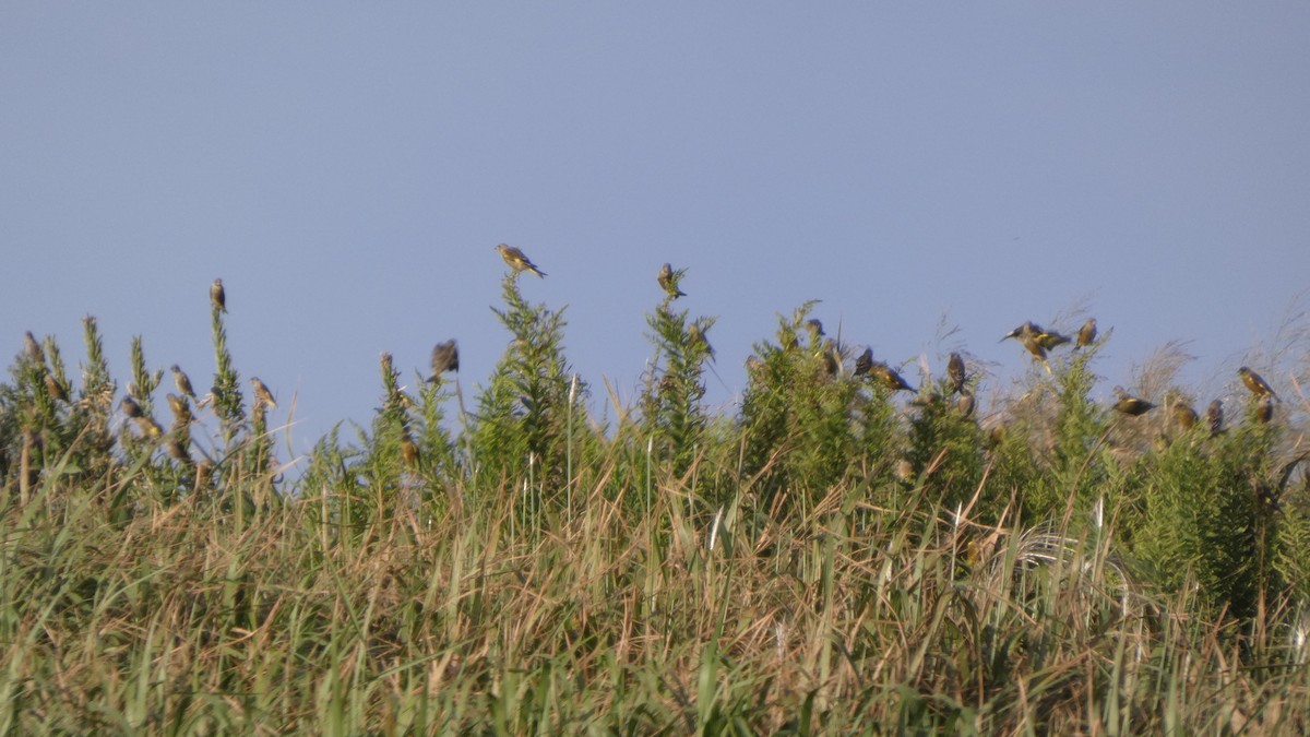Oriental Greenfinch - ML642469135