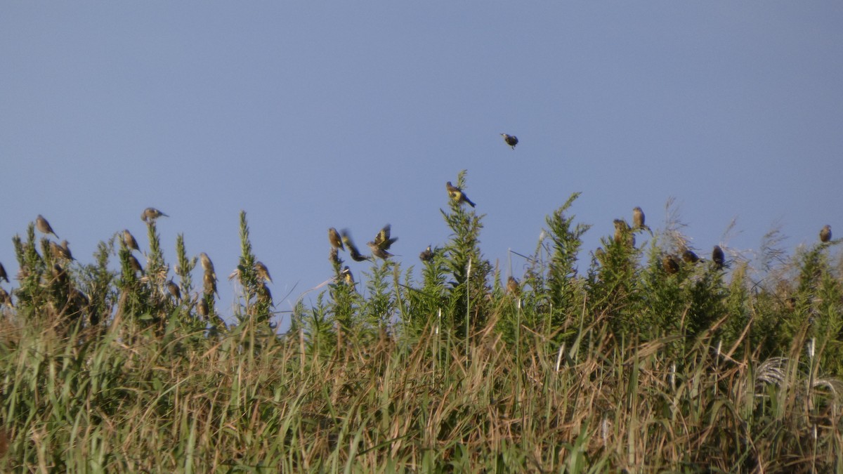 Oriental Greenfinch - ML642469137